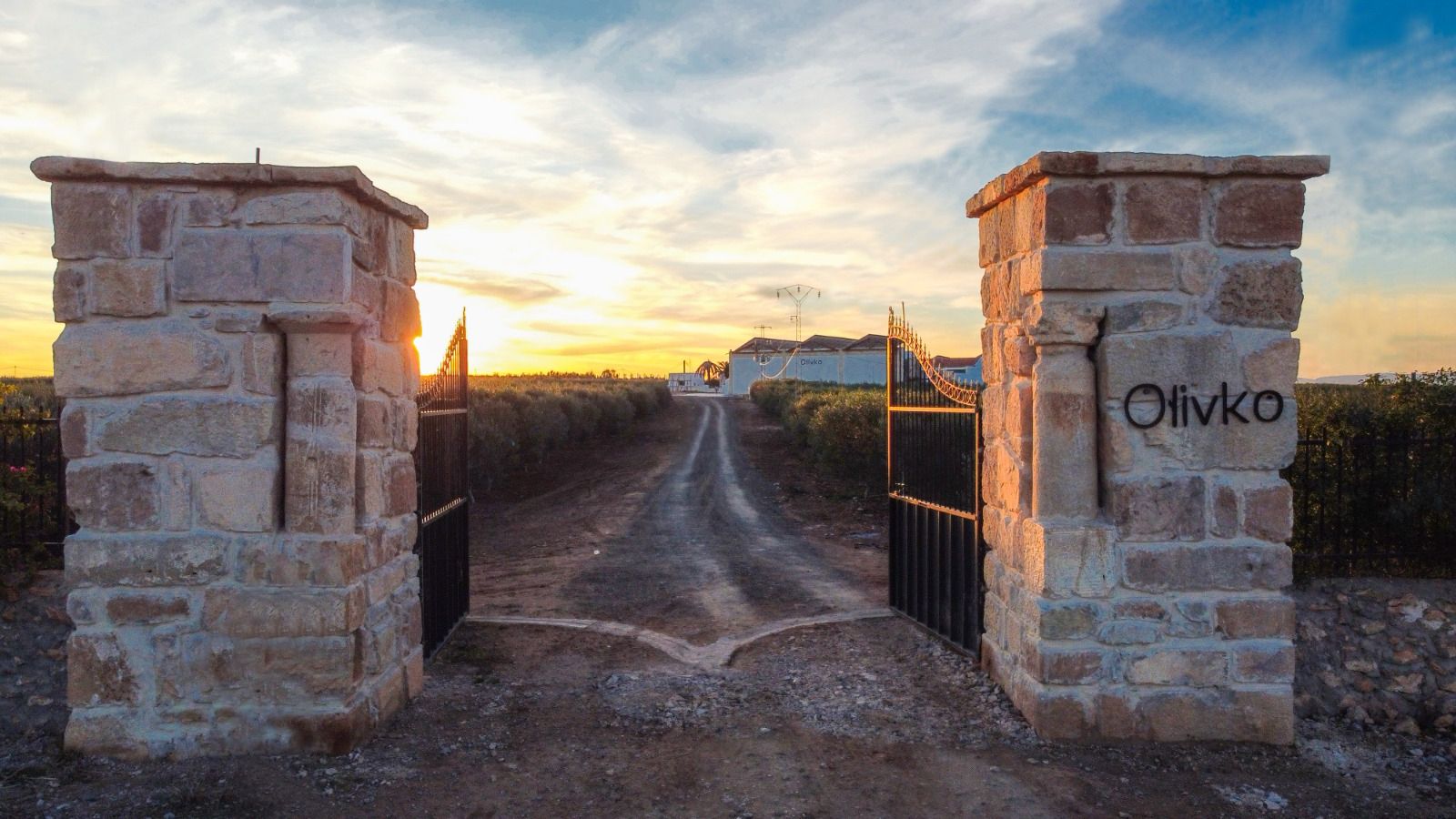 best olive oil in tunisia